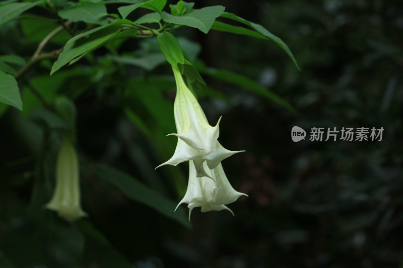 曼陀罗花朵