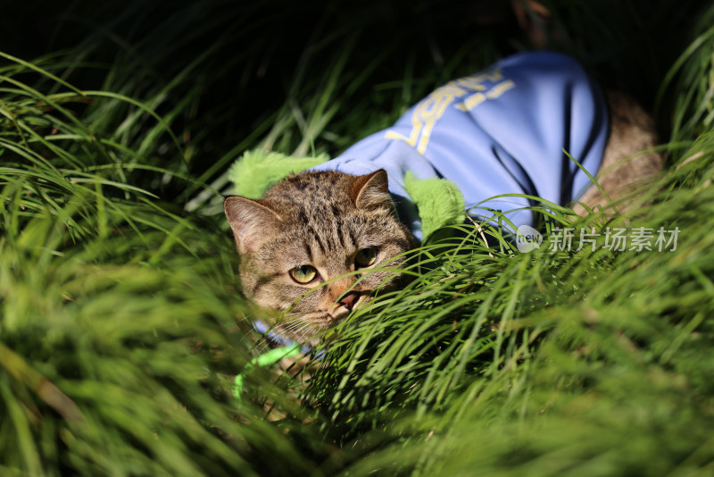 杭州西湖花港观鱼的流浪猫狸花猫