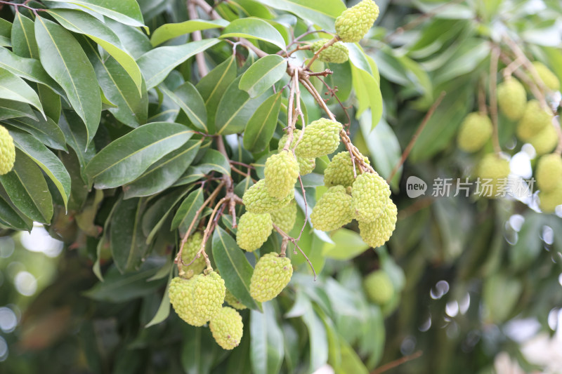 挂满荔枝的荔枝树