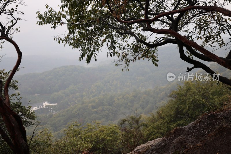 山林间树木与远景山峦景观