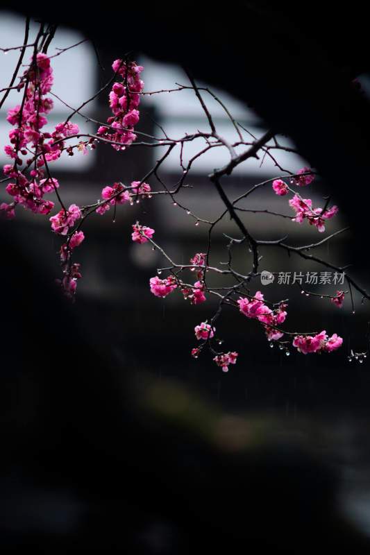 梅花盛开特写