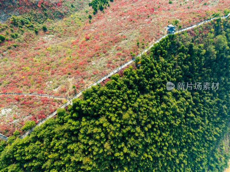 长江三峡巫峡红叶