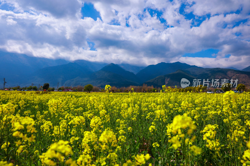 油菜花田与山