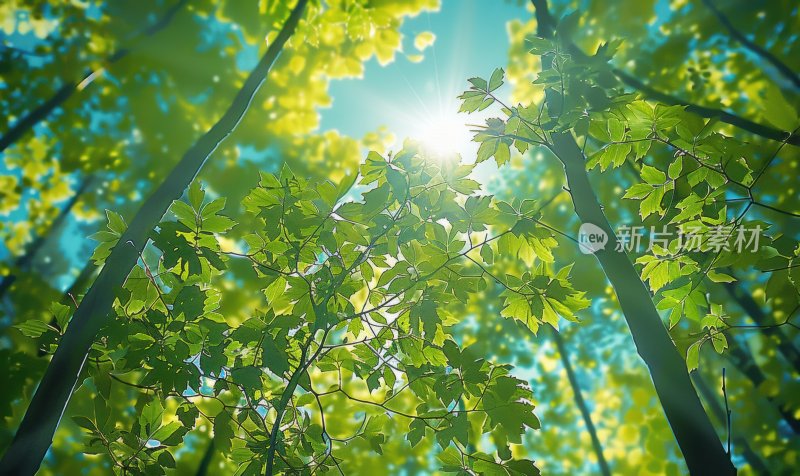 森林阳光树木绿意自然茂密树叶背景