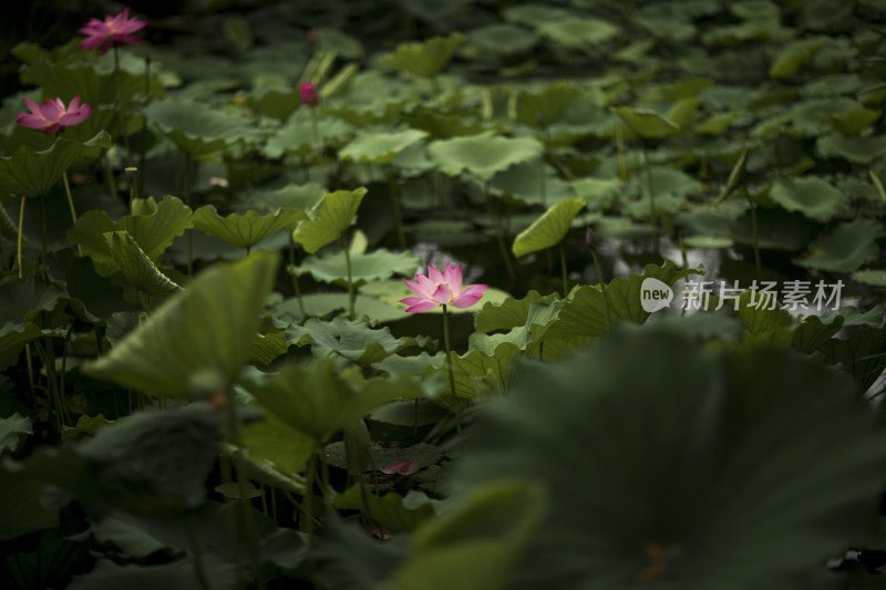 夏季公园荷塘荷叶丛中荷花特写