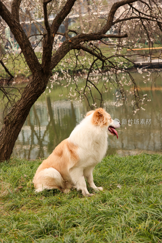 坐在湖边梅花树下的金色边境牧羊犬