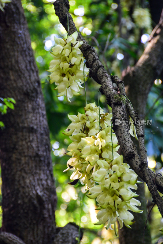 广州天鹿湖公园禾雀花