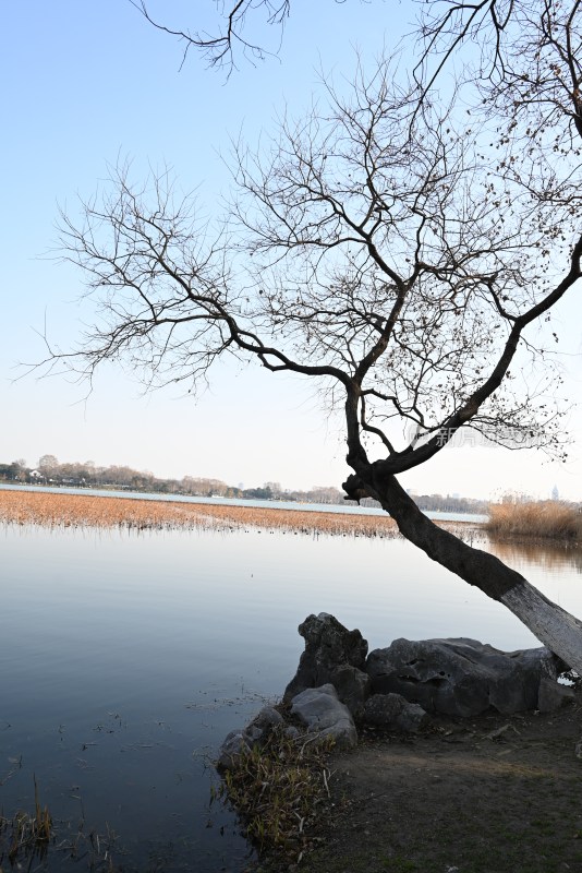 湖边枯树与远山景色