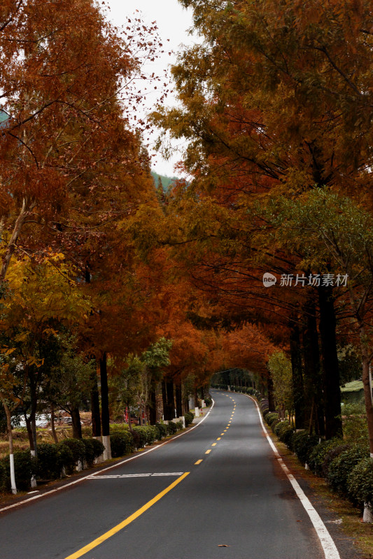 秋天美丽的公路风景