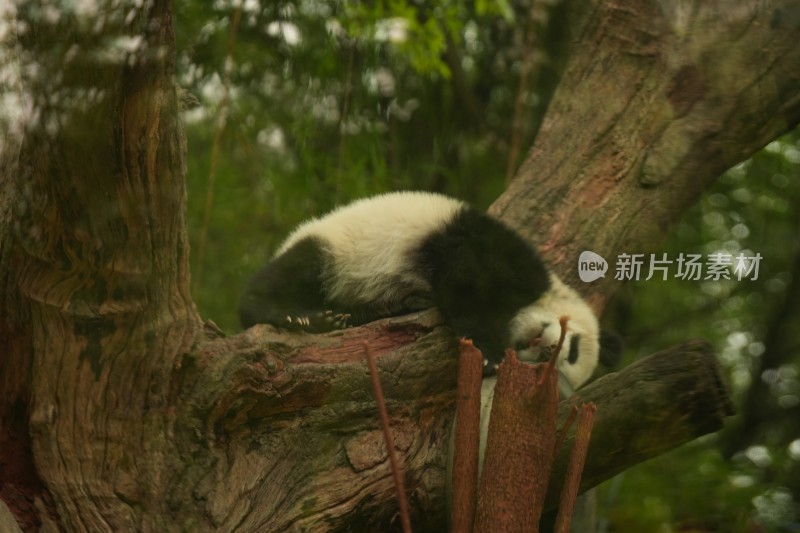 大熊猫幼崽在挂树上睡觉的可爱模样