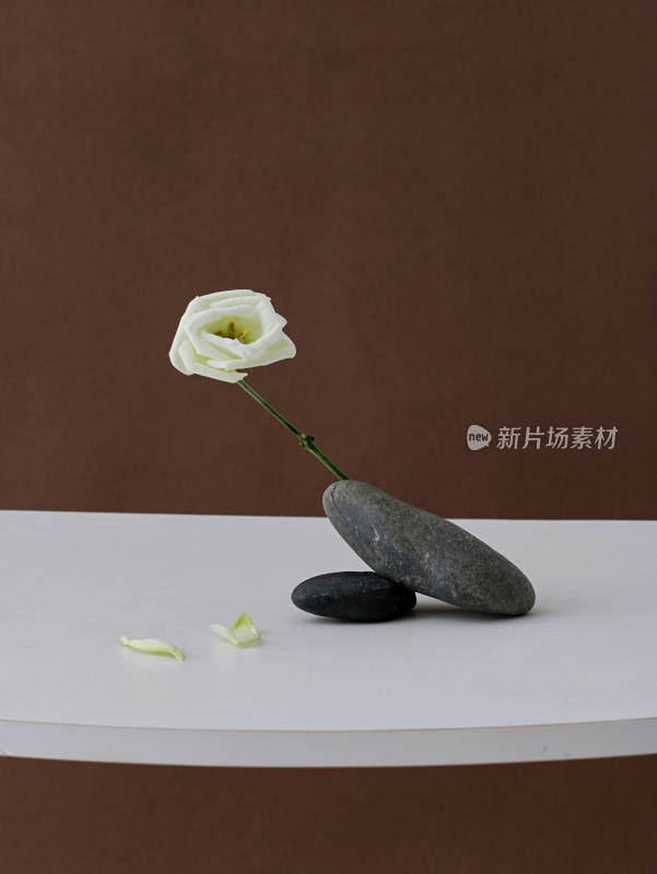 白色桌面上一朵孤立的白色鲜花