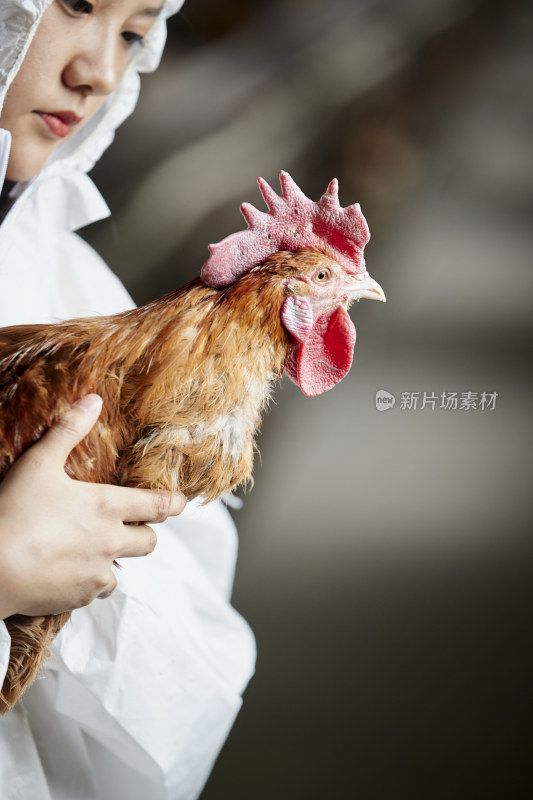 身穿防护服怀抱家禽的年轻女性饲养员