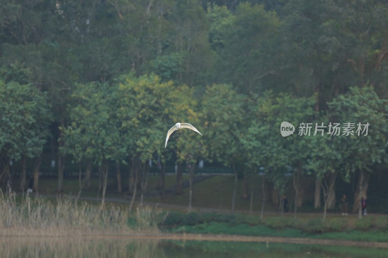 飞鸟掠过树林湖面场景