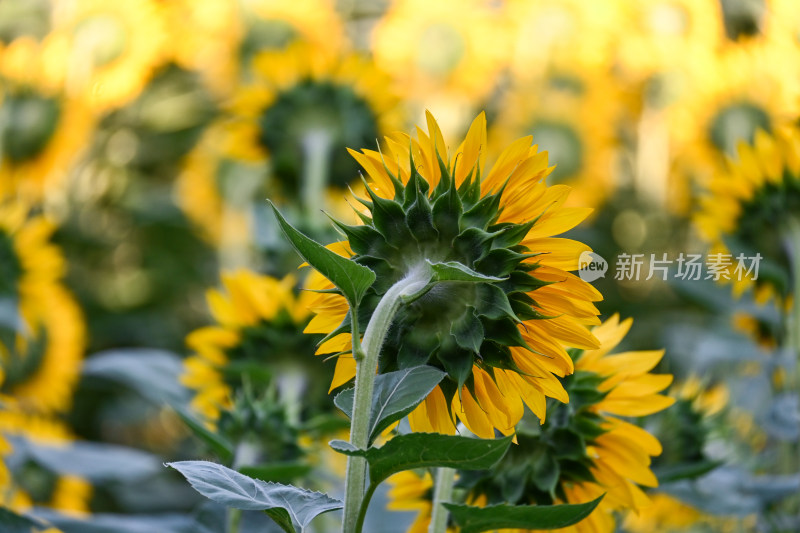 奥森公园向日葵花海