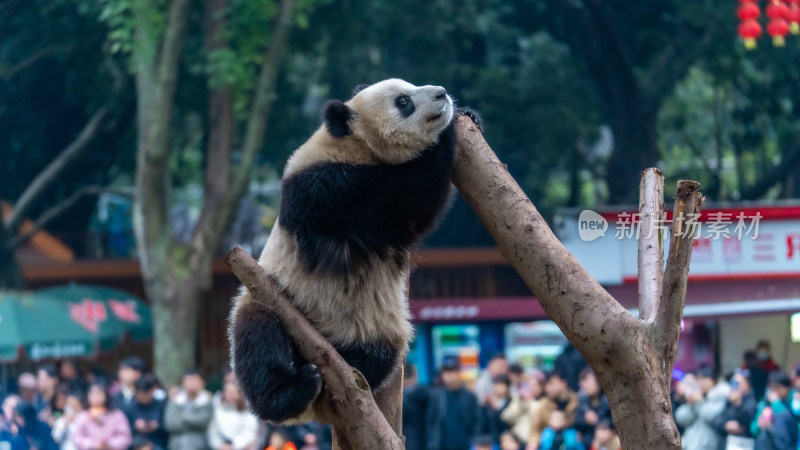 爬树的大熊猫