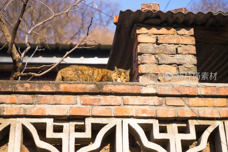 乡村的家猫在墙头上