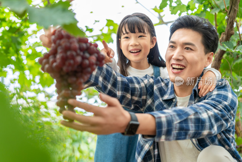 快乐的父女在果园采摘葡萄