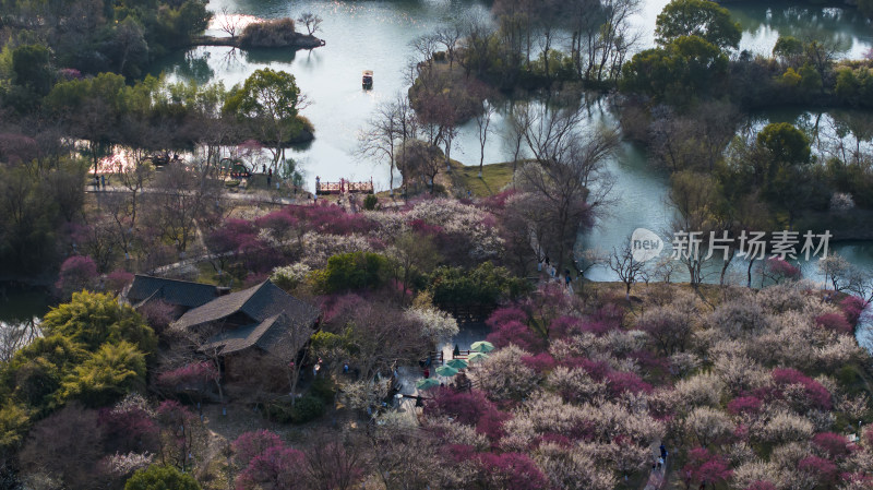 杭州西溪湿地探梅节梅花