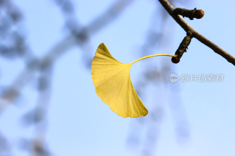 金黄的银杏叶片背景