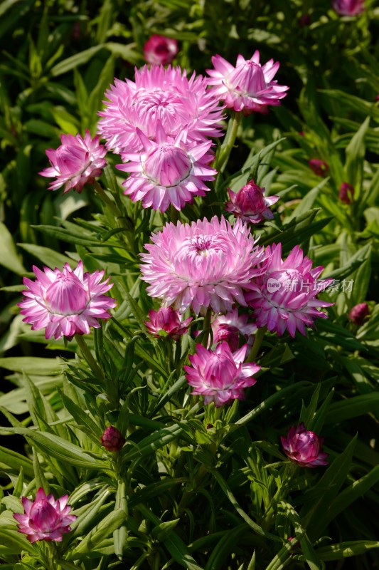 厦门园博苑郁金香花展上的蜡菊