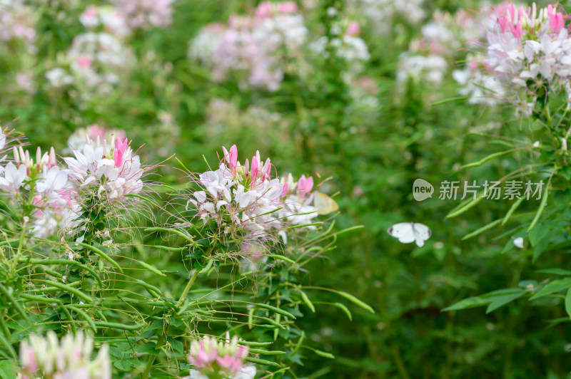 醉蝶花花海