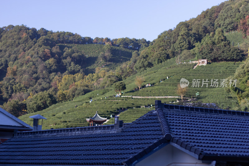 杭州龙井树十里锒铛茶园与民居景致