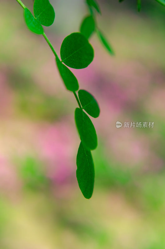 特写绿色植物叶片