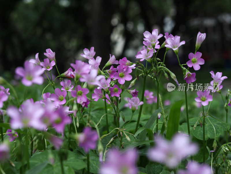 春天绿色的草地和盛开的紫色鲜花的风景