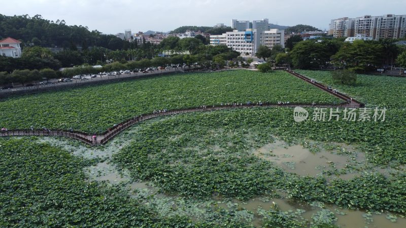 航拍广东省东莞市桥头镇莲湖风景区