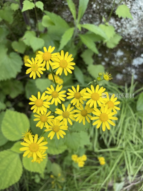 黄色小花 雏菊