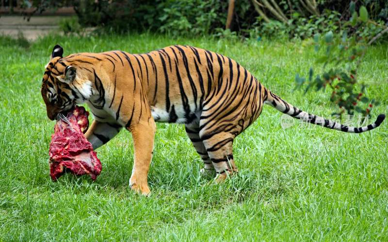 野生动物老虎食肉动物狩猎者