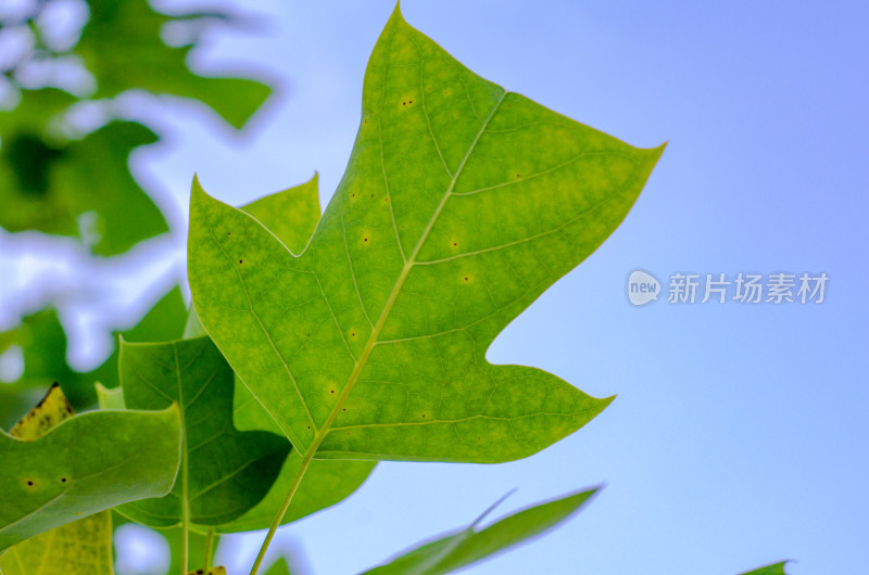 仰拍一片鹅掌楸得特写