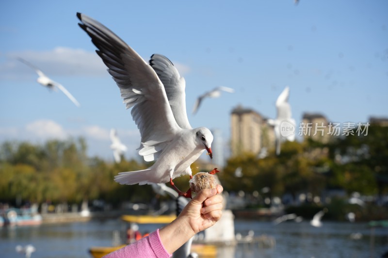 游客大观楼喂食飞翔中的海鸥