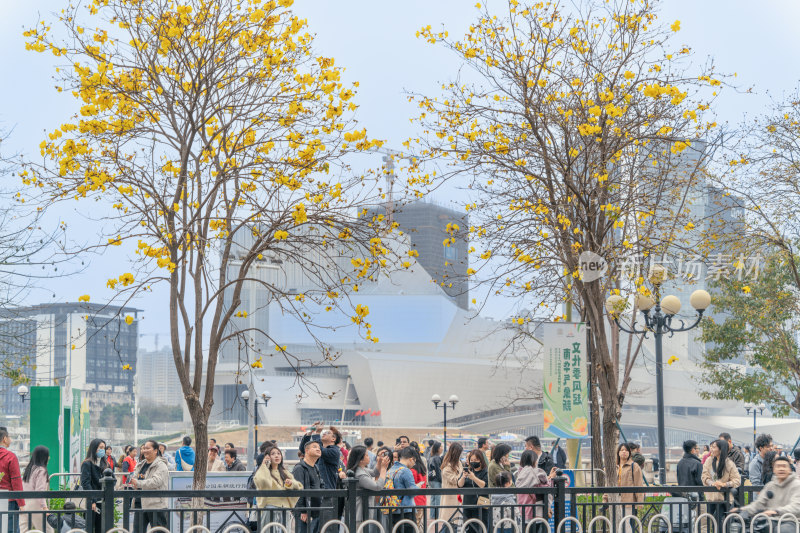 城市街道盛开黄花风铃木景象