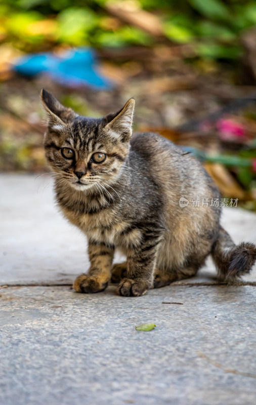 户外行走的小狸花猫