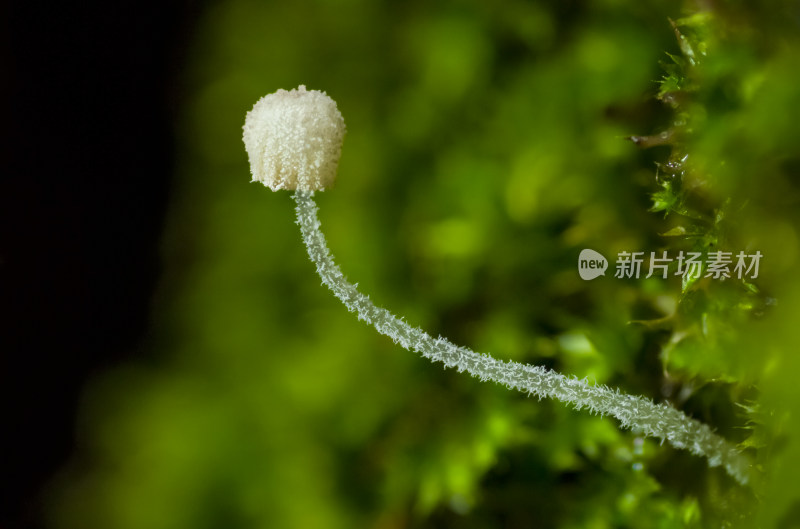 雨季在苔藓上长出一朵蘑菇精灵