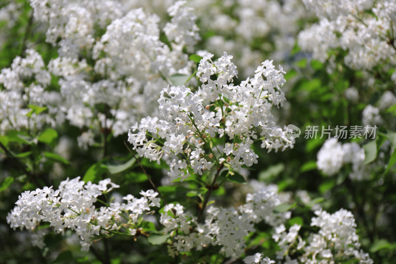 北京天坛公园丁香花