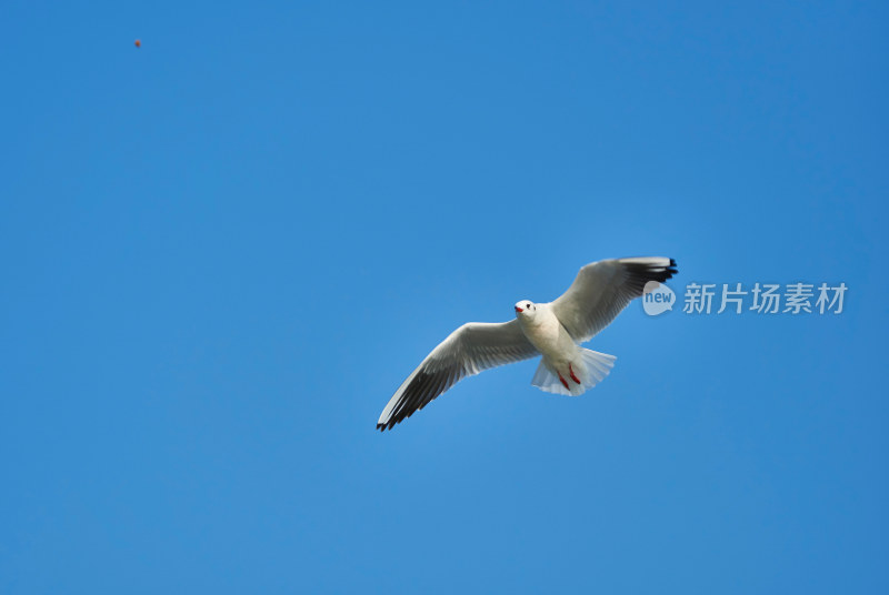 太湖红嘴鸥