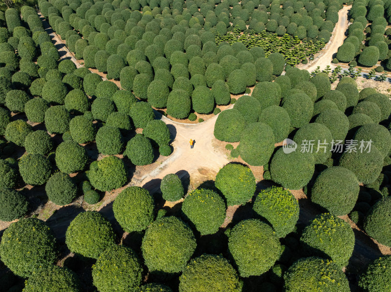 浙江杭州桂博园种植森林翠绿几何之美航拍