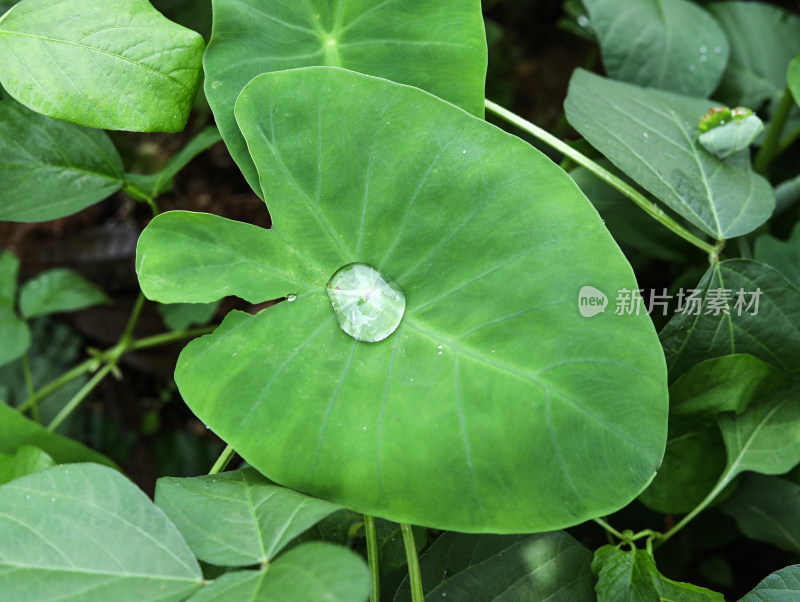 春天绿色的植物叶子树叶和水滴雨滴