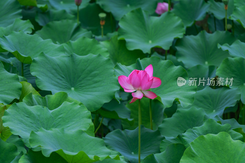 夏季荷塘荷花莲蓬荷叶特写