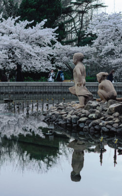 青岛中山公园入口喷泉旁，樱花盛开