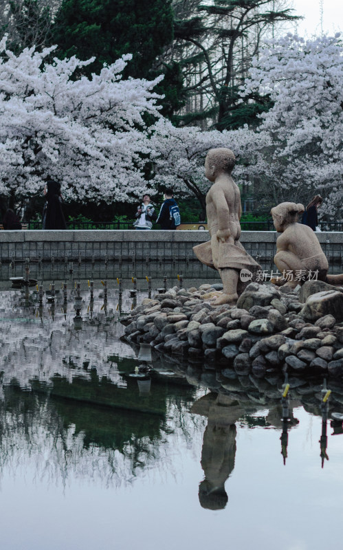 青岛中山公园入口喷泉旁，樱花盛开