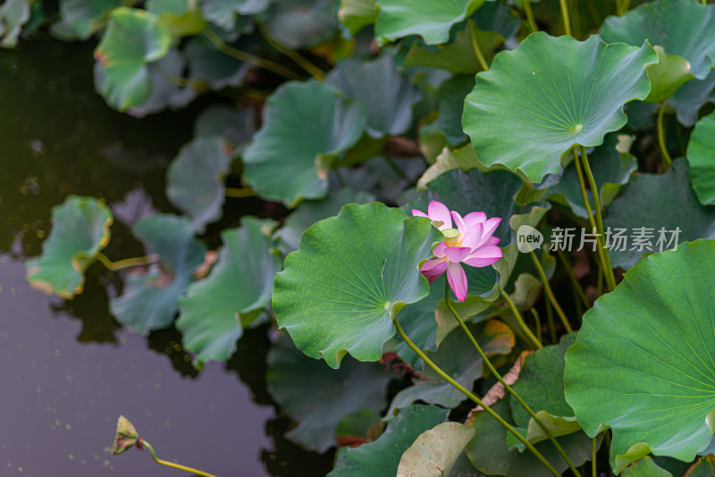 夏天的荷花