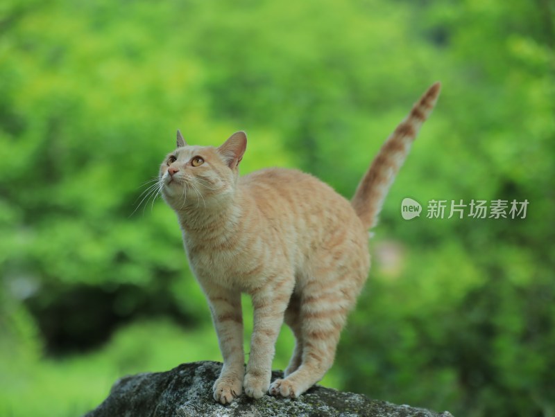 森林里的猫