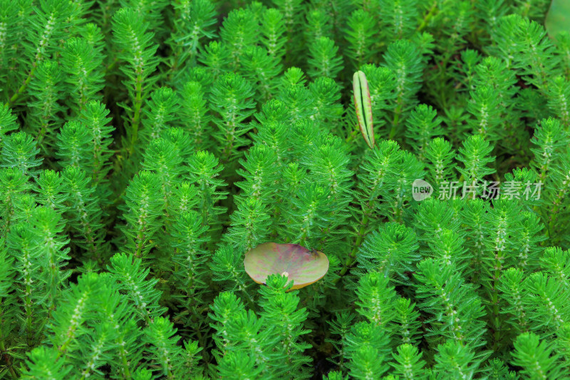 狐尾藻水草水生植物绿色背景