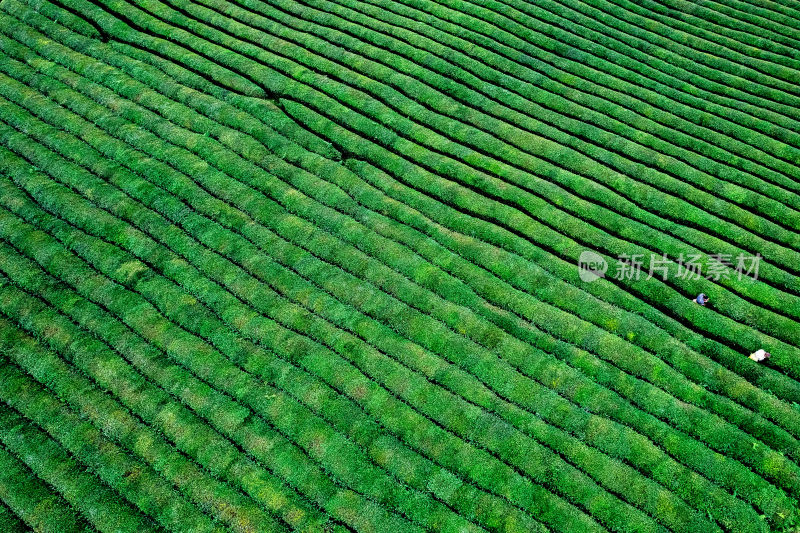 茶园茶坡