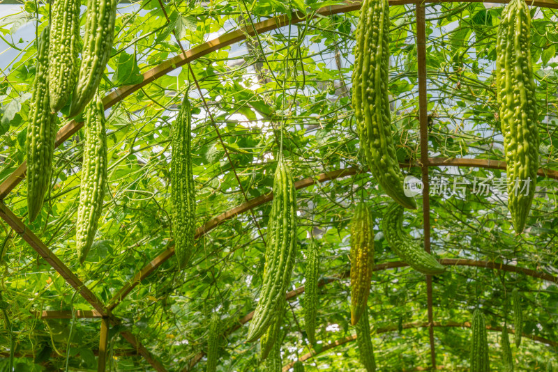 苦瓜种植