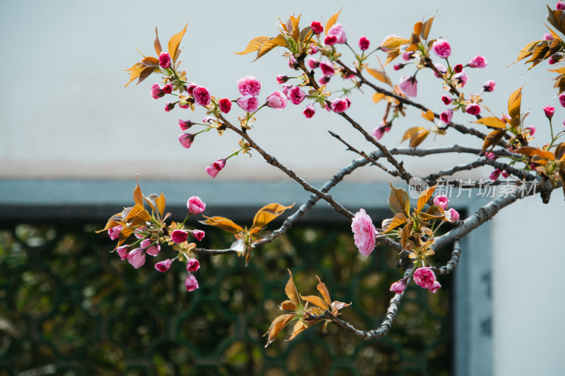 春天枝头绽放的粉红色樱花