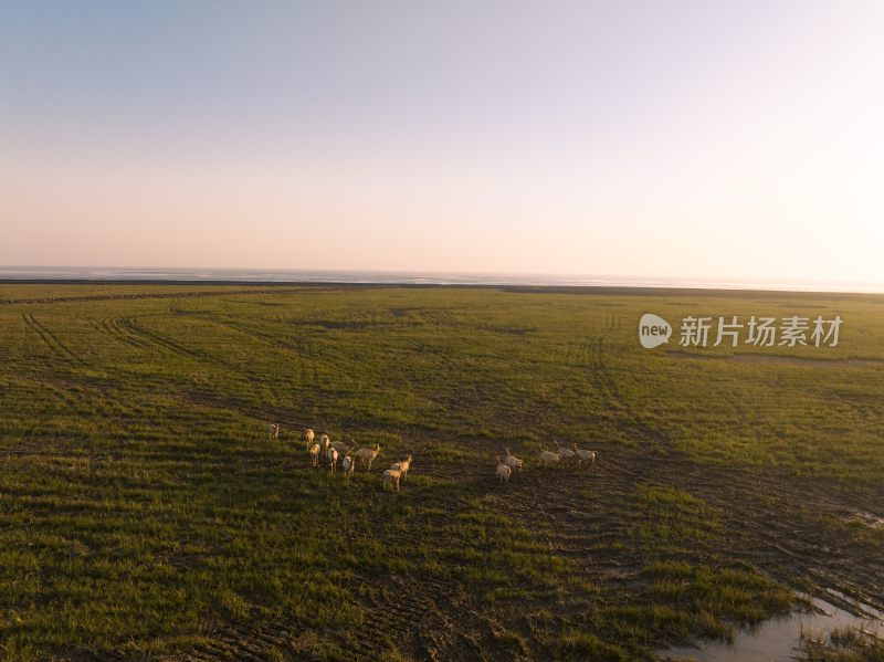 黄海野鹿荡中的野鹿